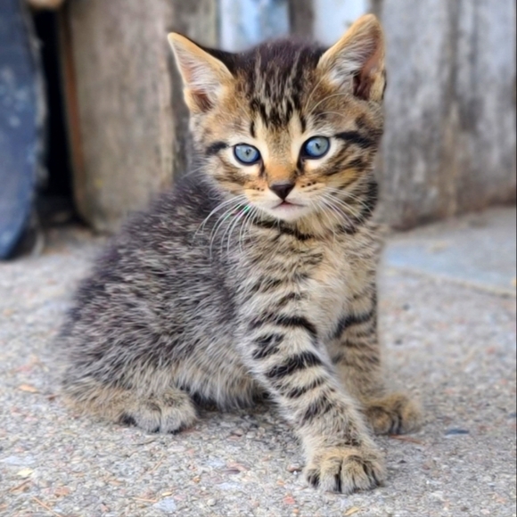 Meet your Posher, Rhema - Picture 2 of 2